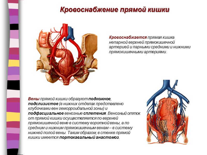 Кровоснабжение прямой кишки Кровоснабжается прямая кишка непарной верхней прямокишечной артерией и парными средними и